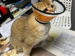 -关爱宠物医院·猫科中心·消化科(滨湖万达分院)