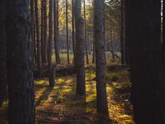 -塞罕坝国家级自然保护区