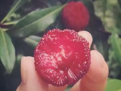 -西山樟坞健康果园枇杷杨梅采摘