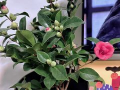 -花鸟鱼虫鲜花绿植市场(玉泉路店)