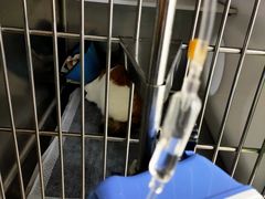 -康成宠物医院24H·CT·核磁共振