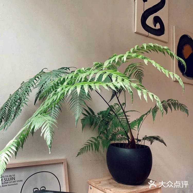 从不用拼夕夕的我，为了这6款植物冲了！