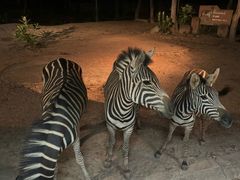 -清迈夜间动物园