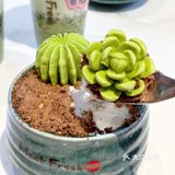 快来鲜芋仙吃多肉新品啦[吐]不会长肉肉的甜品