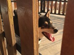 -柴犬高等学院·狗咖·柴犬售卖·宠物训练