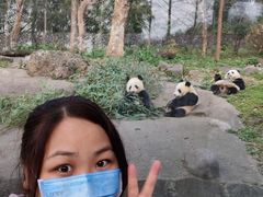 -都江堰中华大熊猫苑