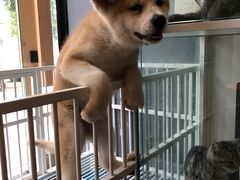 -熊小胖宠物生活馆(天华园店)