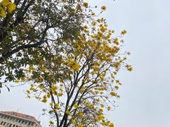 -洲头咀公园