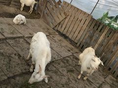 -小鱼草莓采摘园农家乐·小鱼餐厅