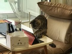-Bastet sally猫舍购宠(静安店)