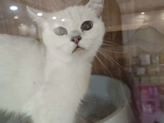 -钦宠·猫咪售卖·洗护·寄养(东圃旗舰店)