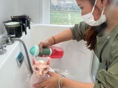 -爱洗澡的猫(望京店)