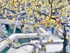 -苏州严家花园