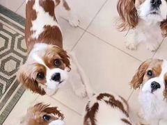 -萌宠之家·腊肠犬·马尔泰·小体犬舍