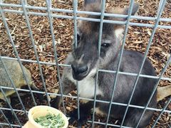 -费瑟代尔野生动物园