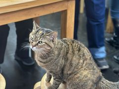 -龙华素斋(龙华路店)