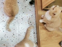 -滚猫咖啡·猫咖·猫友好撸猫(未来城店)