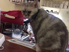 -猫色咖啡·猫咖