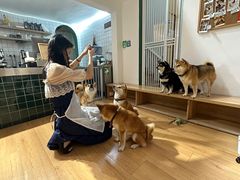 -是阿柴呀！柴犬咖啡·爱喵喵猫咖