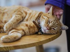 -李小姐の猫咖啡馆(五角场店)