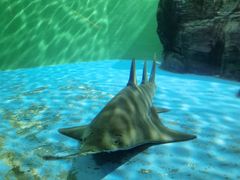 -上海海洋水族馆