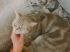 -猫色咖啡·猫咖