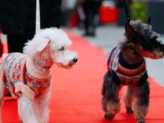 -宠爱国际维尼动物医院·疑难骨科·神经外科·肿瘤科(丰潭路店)