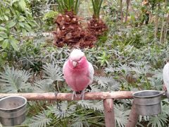 -南宫五洲植物乐园