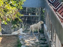 -石家庄市动物园