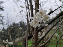 -樱桃山旅游景区