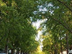 -三里屯东五街银杏大道