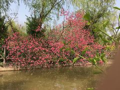 -南汇桃花村