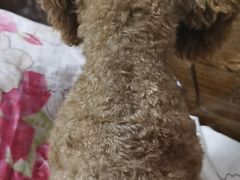 -宠福鑫康馨动物医院·骨科·眼科