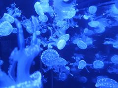 -烟台海昌鲸鲨海洋公园