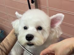 -FAELING PETS美天灵宠物(合生汇店)