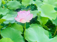 -嘉北郊野公园