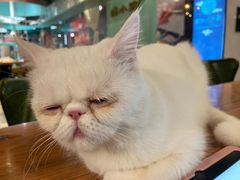 -猫小院猫主题餐厅(三里屯店)