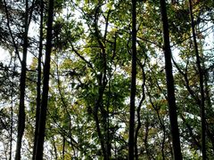 -素山寺森林公园