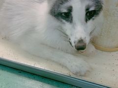 -藦茜花园宠物主题亲子互动体验馆(国顺东路店)