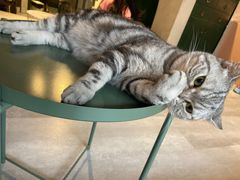 -猫儿山۰猫主题餐厅