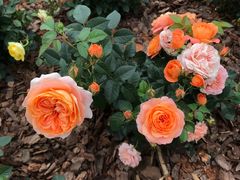 -深圳国际园林花卉博览园