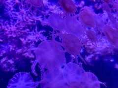 -珠海长隆海洋王国