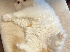 -纳吉亚猫专科动物医院博雅分院