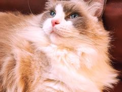 -MOCHA明星猫咖(田子坊店)