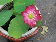 -哈尔滨市宠物交易市场