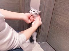 -李小姐の猫咖啡馆(五角场店)