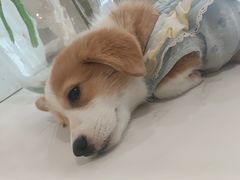 -共舞时光猫咖·狗咖(新街口店)
