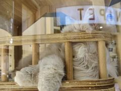 -悠尼宠物·独立低压伊珊娜洗护·美容·寄养(兰谷路店)
