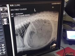 -北京观赏动物医院·24小时大型综合·猫专科·异宠专科