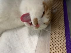 -纳吉亚猫专科动物医院博雅分院